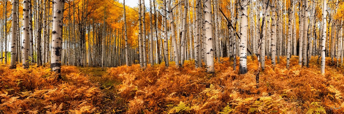 Panoramic aspen forest with golden leaves and ferns, Crested Butte, Colorado