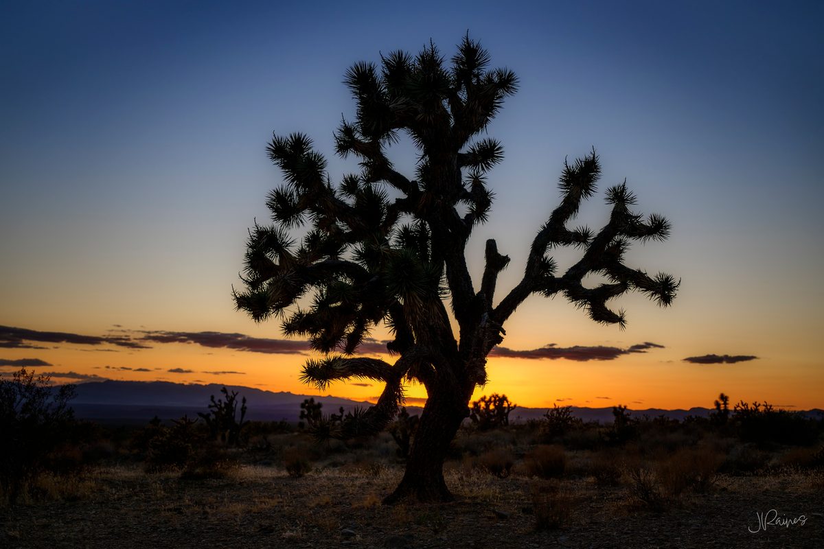 A Joshua tree silhouetted against the last color of the day