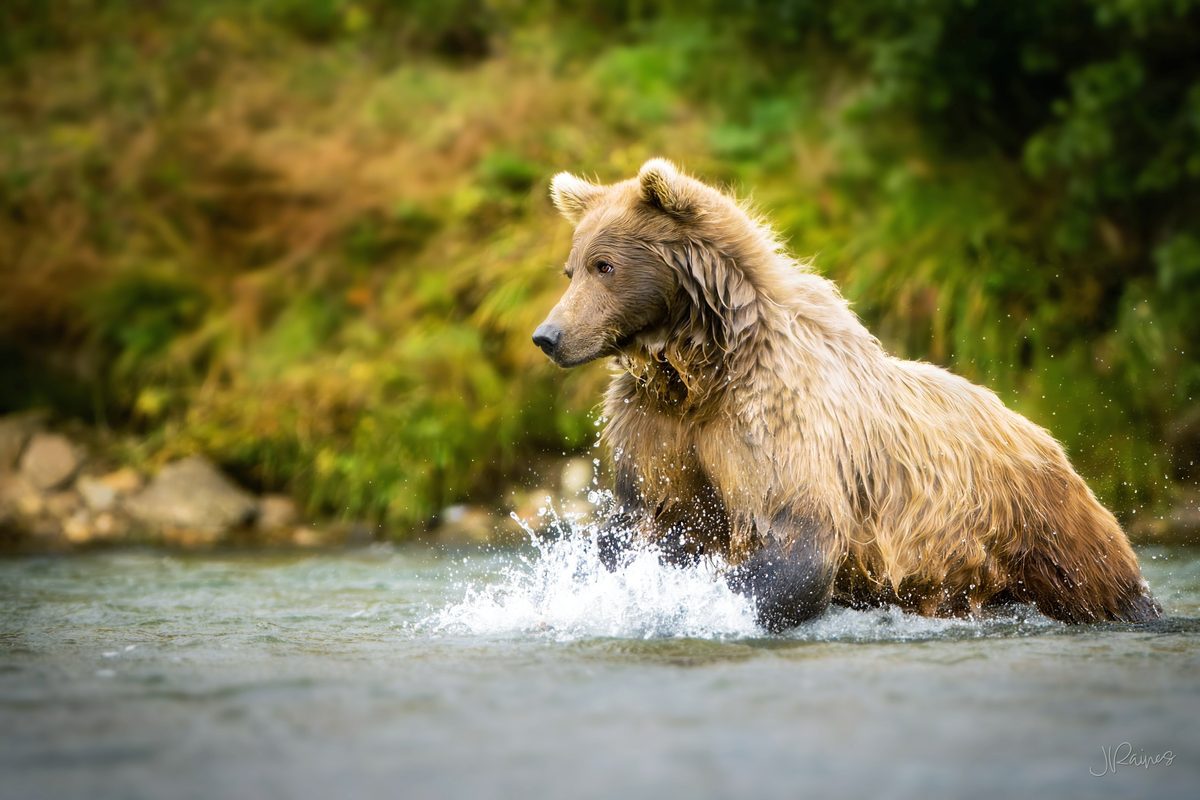 Brown bear fishing in a stream, Katmai National Park, Alaska