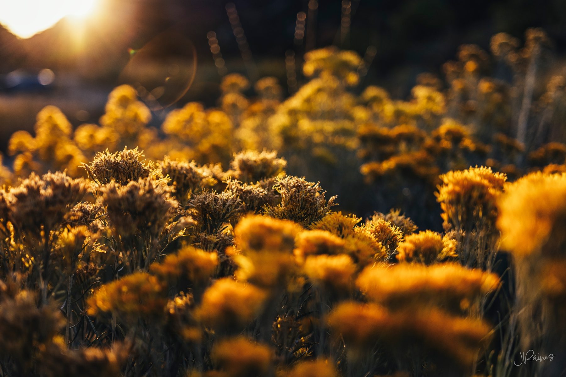 Rabbit Brush blooms illuminated by the last light of Utah golden hour