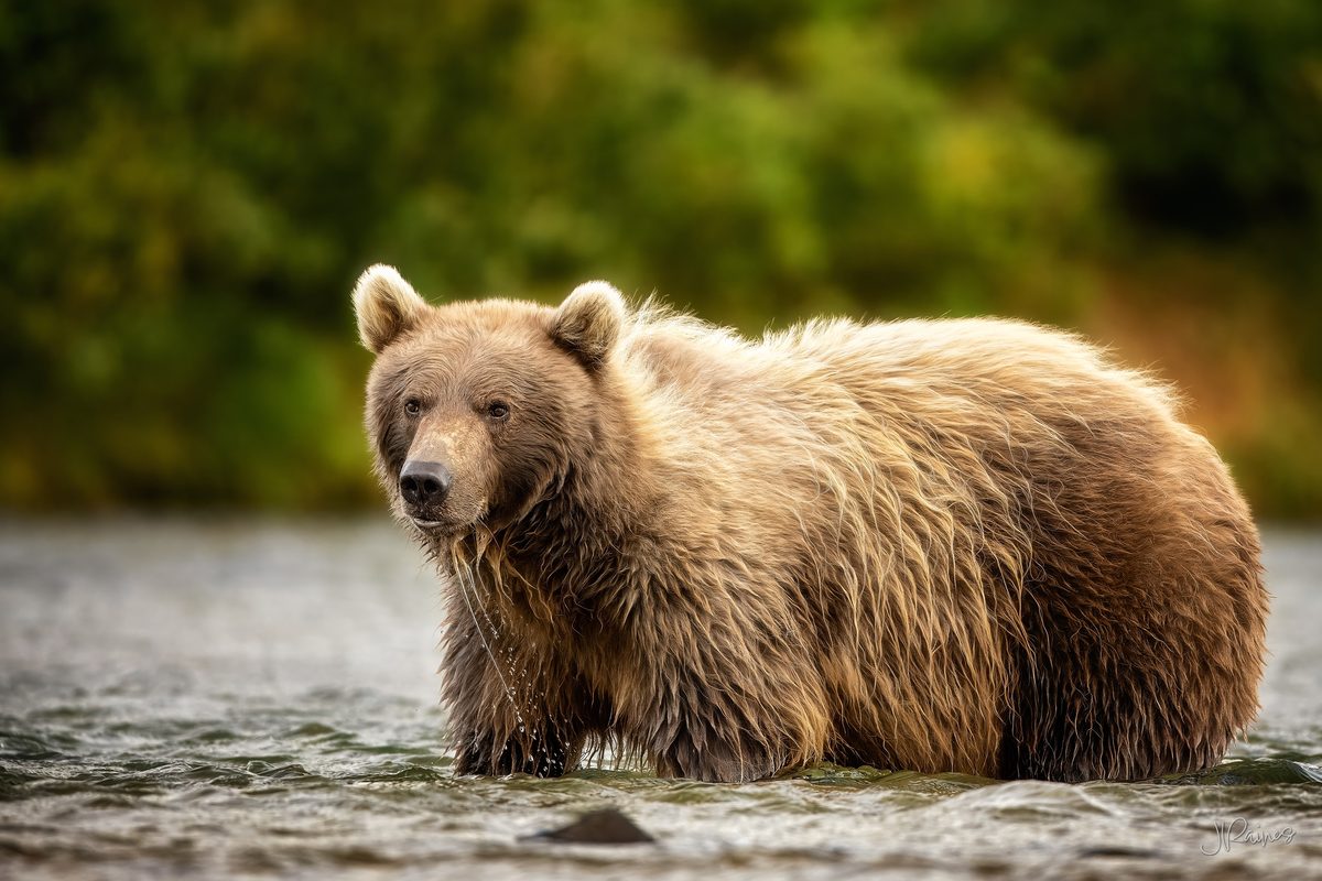 A blonde-coated brown bear stands in the shallows at Katmai National Park, Alaska, river water still running off her fur