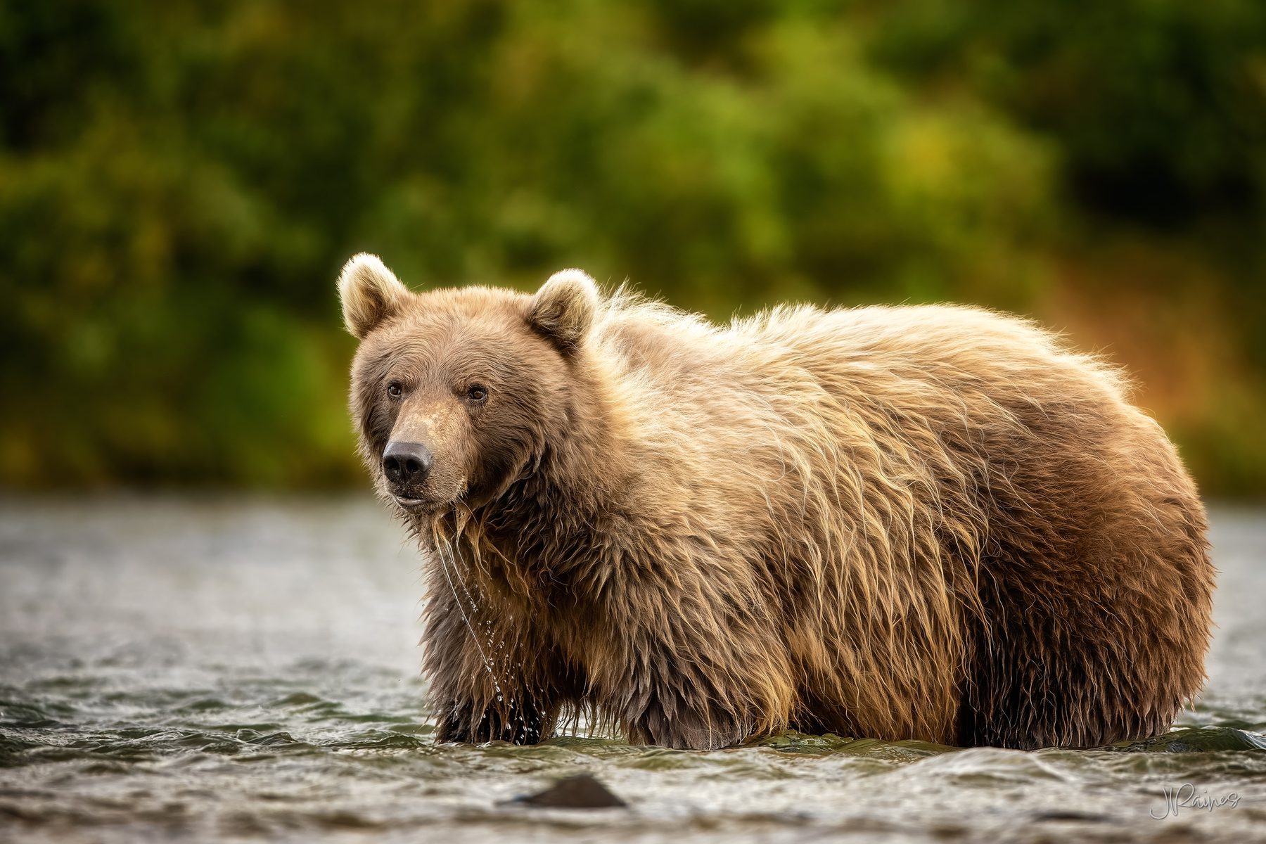 A blonde-coated brown bear stands in the shallows at Katmai National Park, Alaska, river water still running off her fur