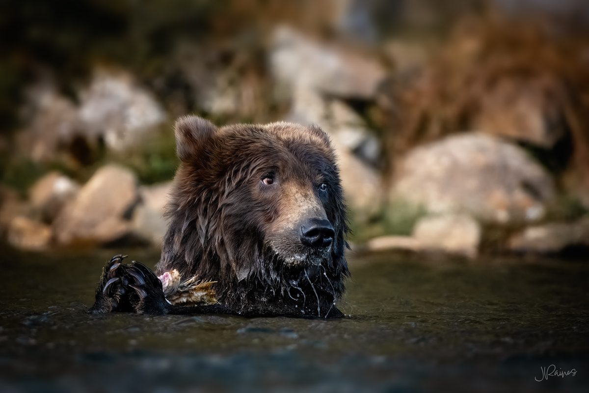A brown bear sits chest-deep in the river at Katmai National Park, Alaska, head bowed over the salmon in its paws