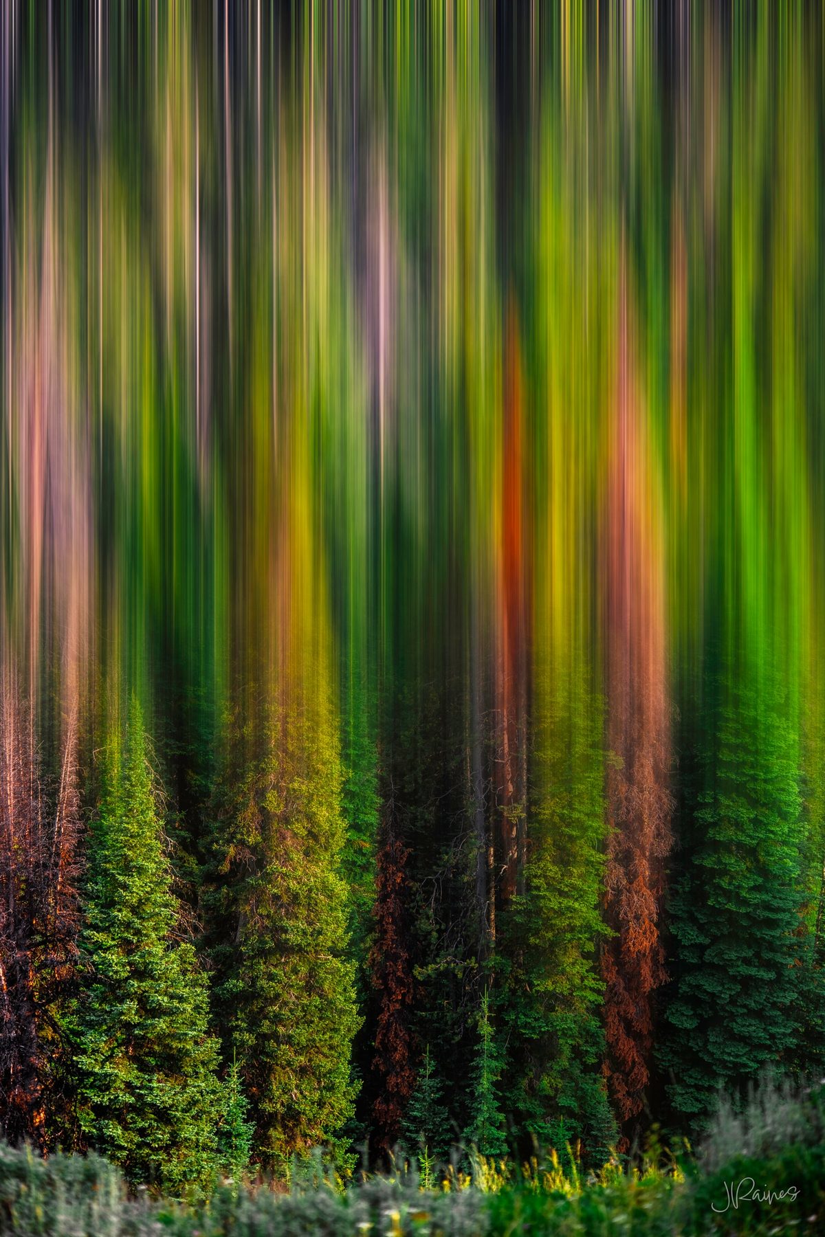 Pine trees in Yellowstone blurred with intentional camera movement