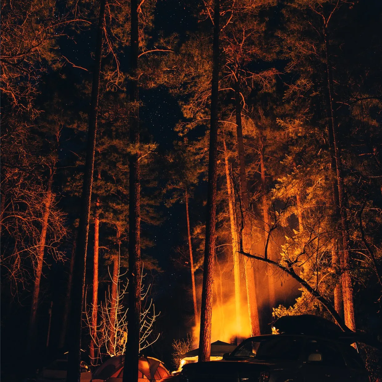 A campfire burning among tall pines under a star-filled sky