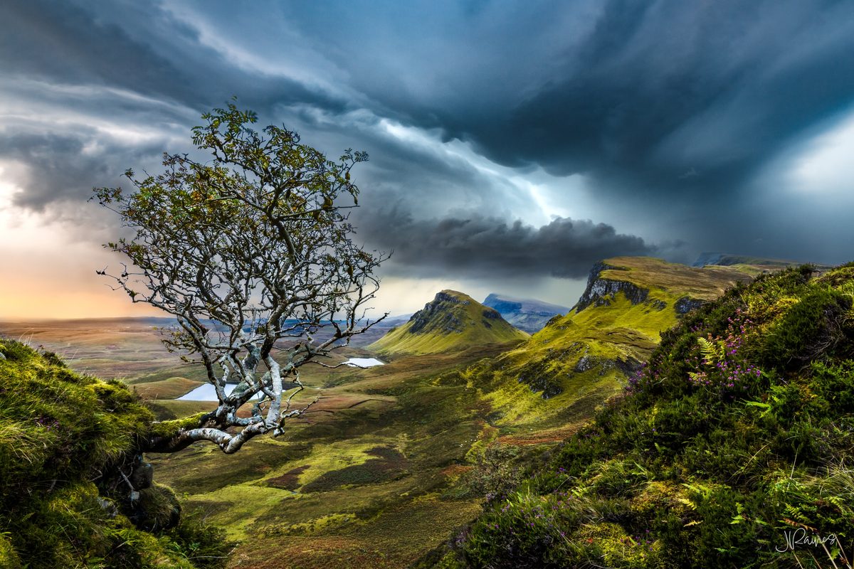 A lone tree overlooking the Quiraing on the Isle of Skye