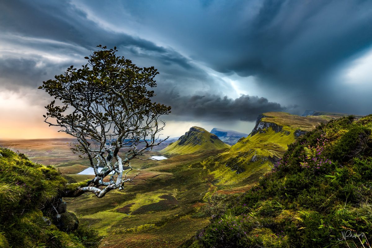 A lone tree overlooking the Quiraing on the Isle of Skye