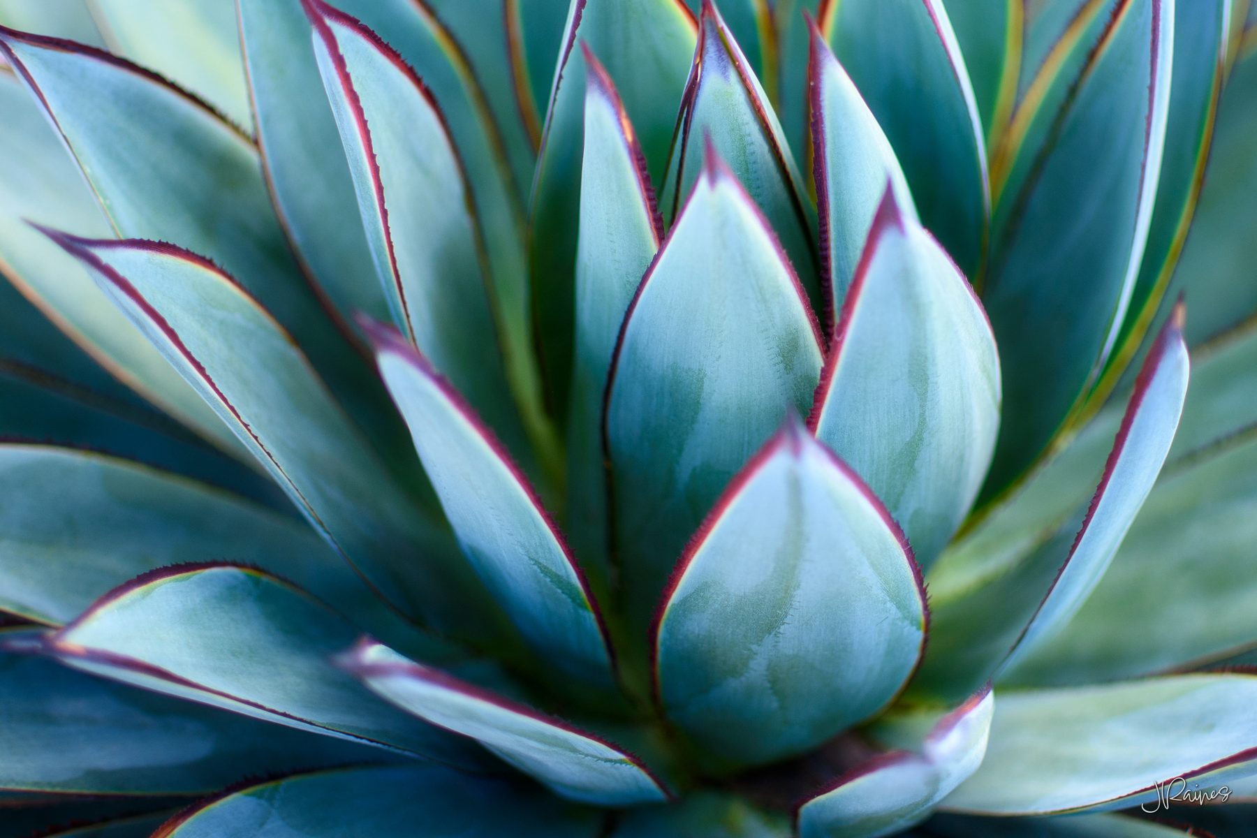 Agave rosette with blue-green leaves edged in dark red, St. George, Utah