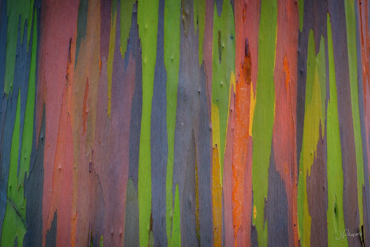 The bark of a rainbow eucalyptus on Kauai, Hawaii