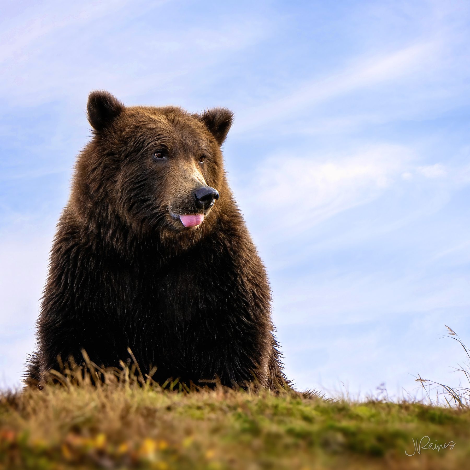A brown bear sits upright on a grassy rise in Katmai National Park, Alaska, tongue out, framed against an open sky