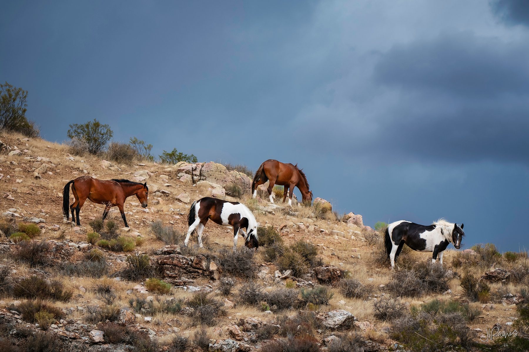 A band of horses grazing the high desert near Hurricane, Utah