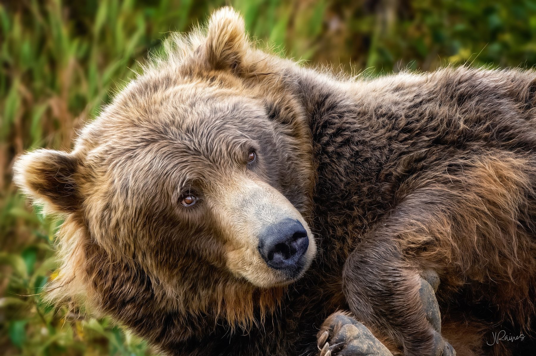 A brown bear rests on the bank at Katmai National Park, Alaska, head turned toward the sound of the river