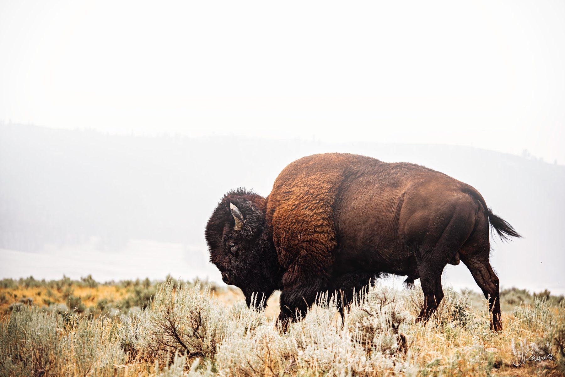 Bison amongst sagebrush in fog, Yellowstone National Park