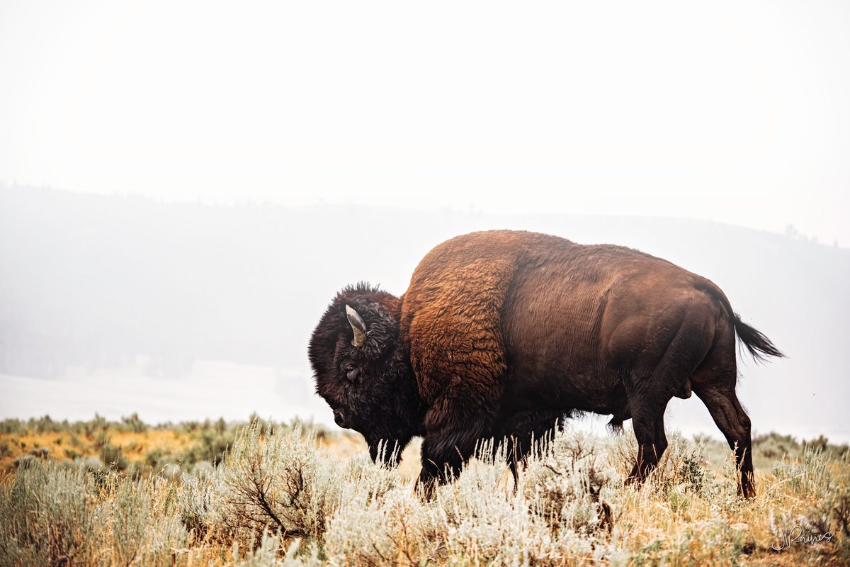 Bison amongst sagebrush in fog, Yellowstone National Park