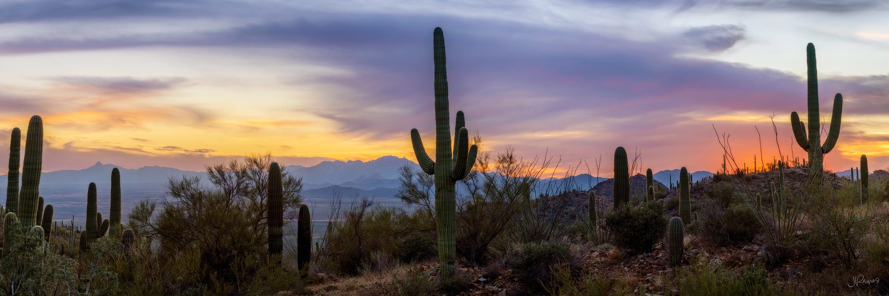 A hillside of saguaro cacti silhouetted against a vivid orange and purple desert sunset, mountains fading into the distance