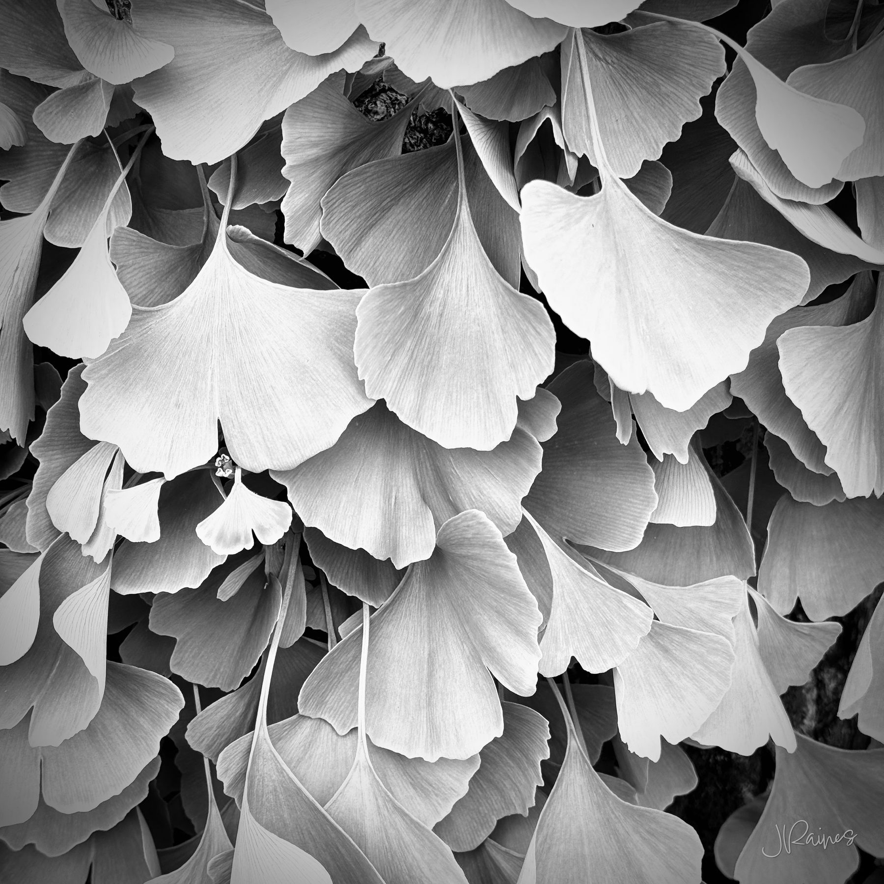 Ginkgo leaves in Japan, rendered in black and white so the fan shape and the overlap carry the frame