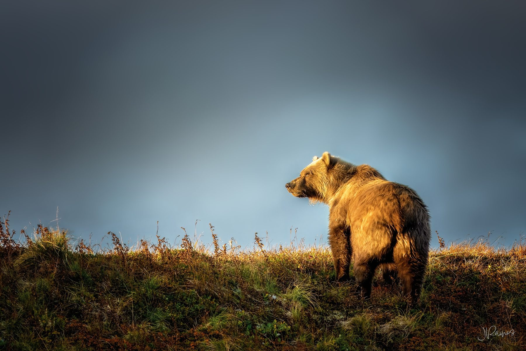 A brown bear pauses on the rise at Katmai National Park, Alaska, and looks back before dropping out of sight