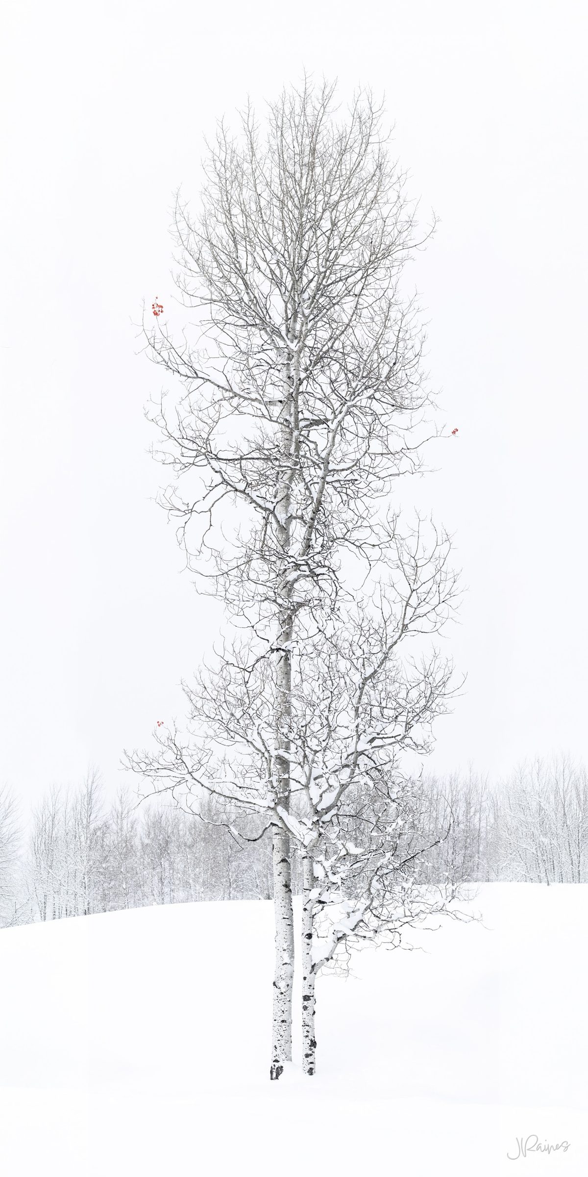 An isolated aspen tree in deep snow during the winter, Grand Teton National Park, Wyoming