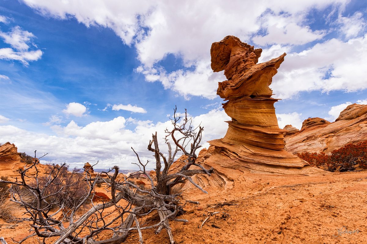 A balanced hoodoo at Vermilion Cliffs, Arizona, with the bleached skeleton of a juniper in the foreground