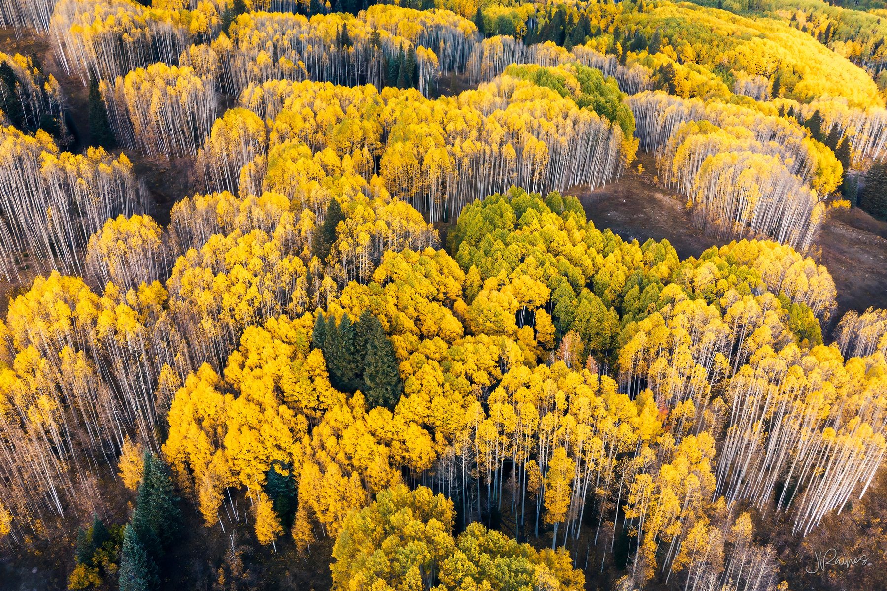 Aspens at peak color near Crested Butte, Colorado, seen from above — a solid field of yellow broken only by the white of the trunks