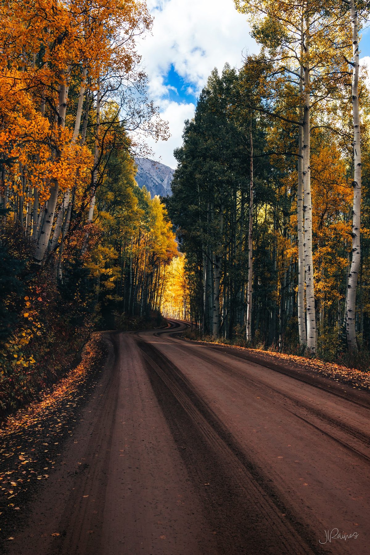 A road running through the aspens near Crested Butte, Colorado, the trunks arching in over the track