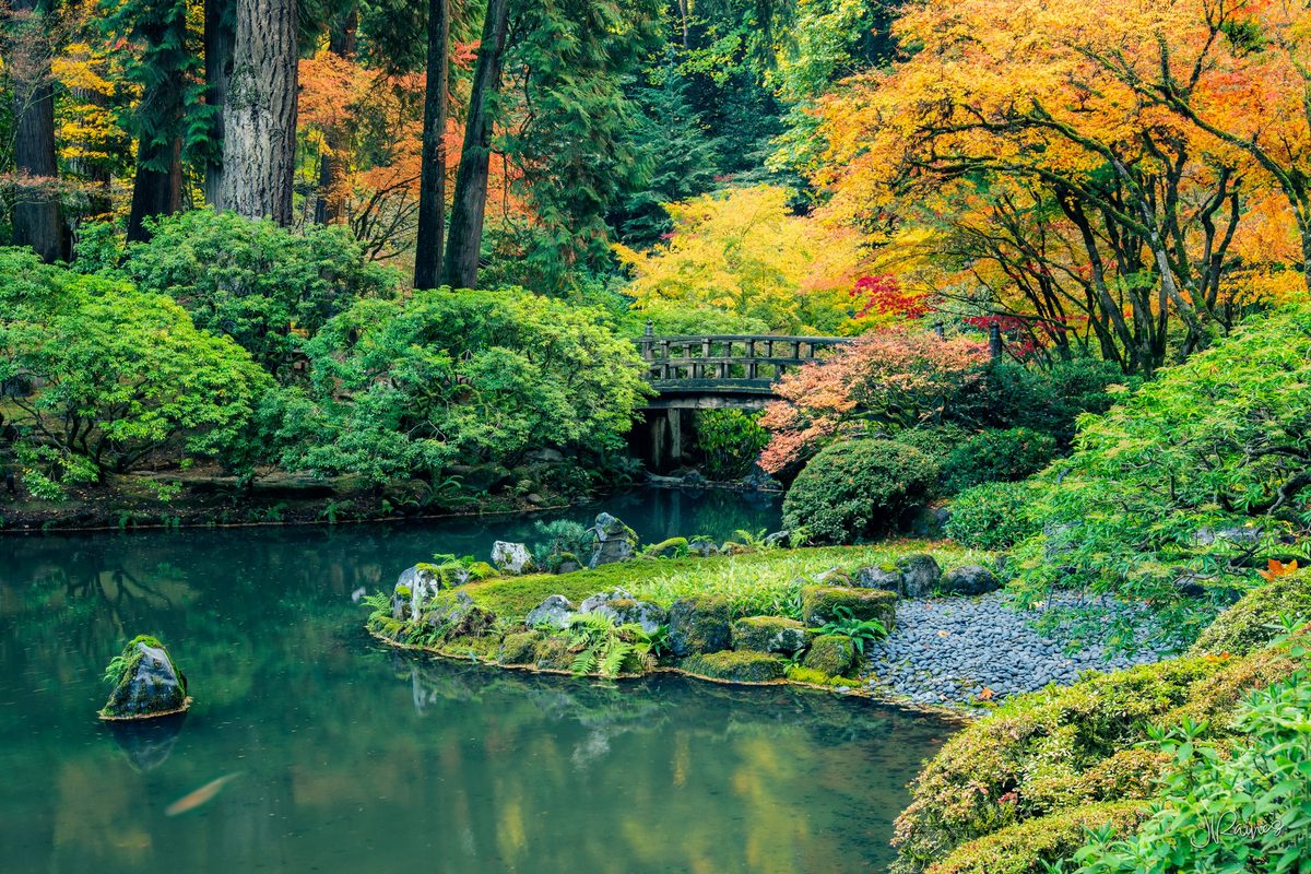 Wooden moon bridge over a koi pond surrounded by fall foliage, Portland Japanese Garden, Oregon