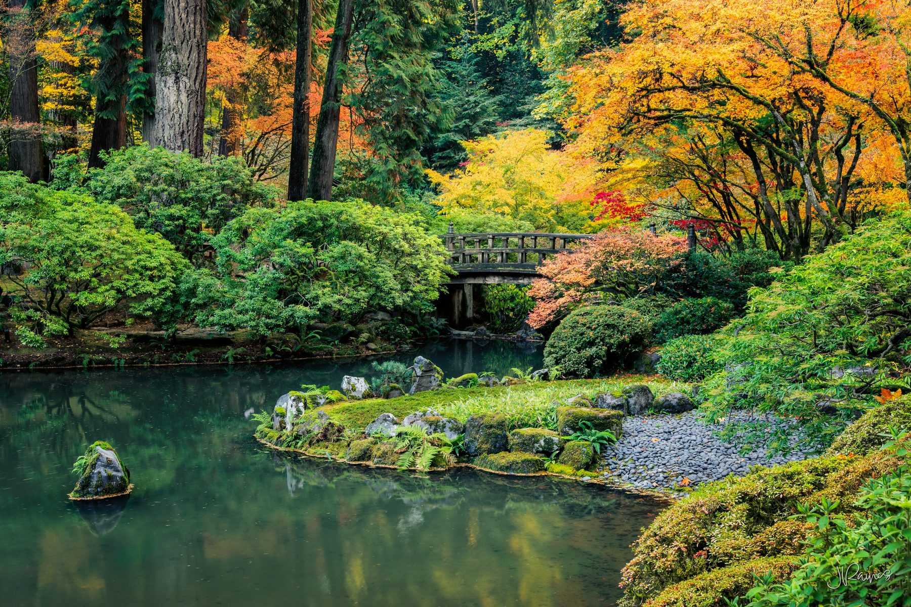 Wooden moon bridge over a koi pond surrounded by fall foliage, Portland Japanese Garden, Oregon