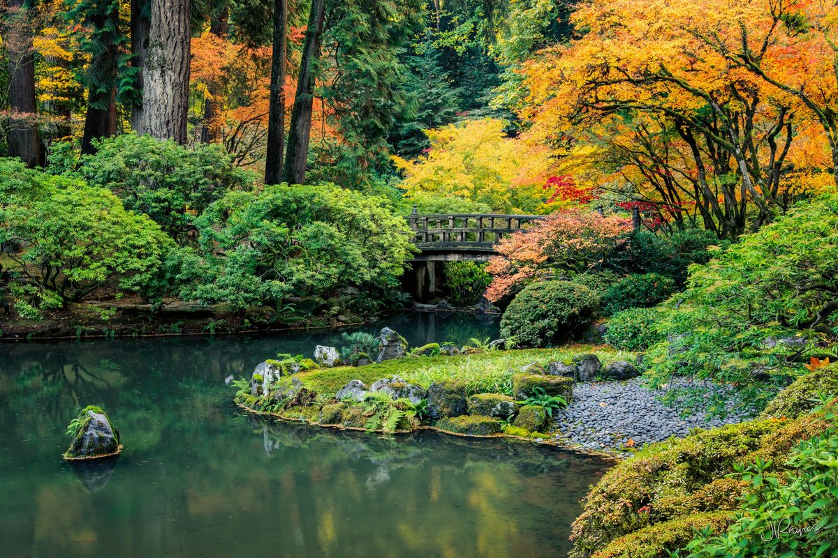 Wooden moon bridge over a koi pond surrounded by fall foliage, Portland Japanese Garden, Oregon
