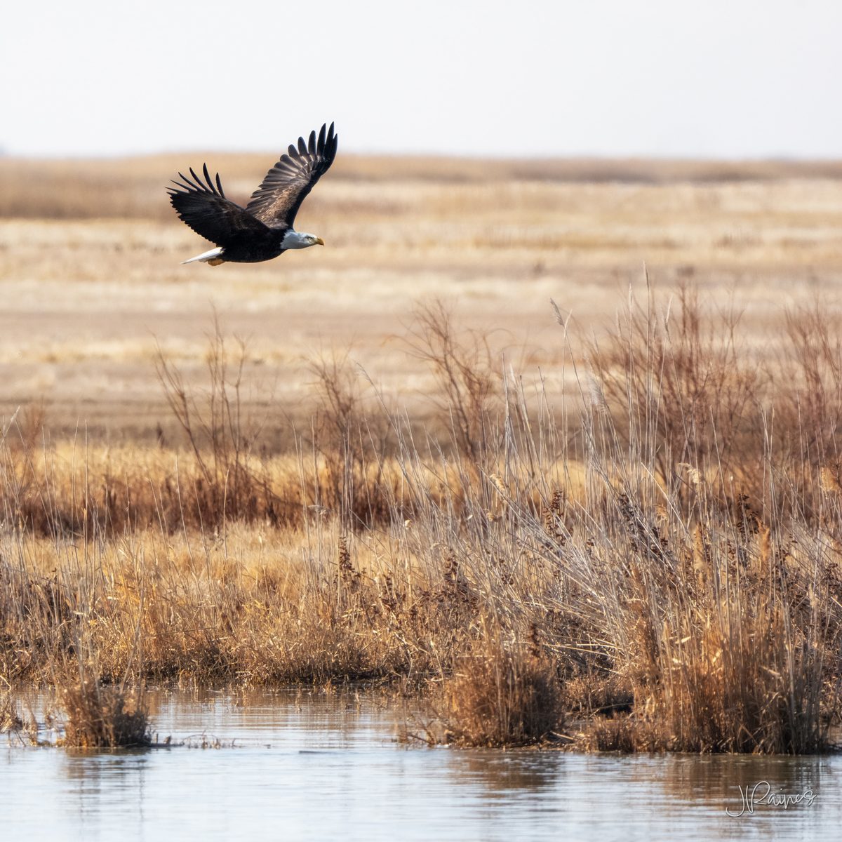 Bald eagle in flight low over golden marsh grasses and open water, Bear River Migratory Bird Refuge, Utah