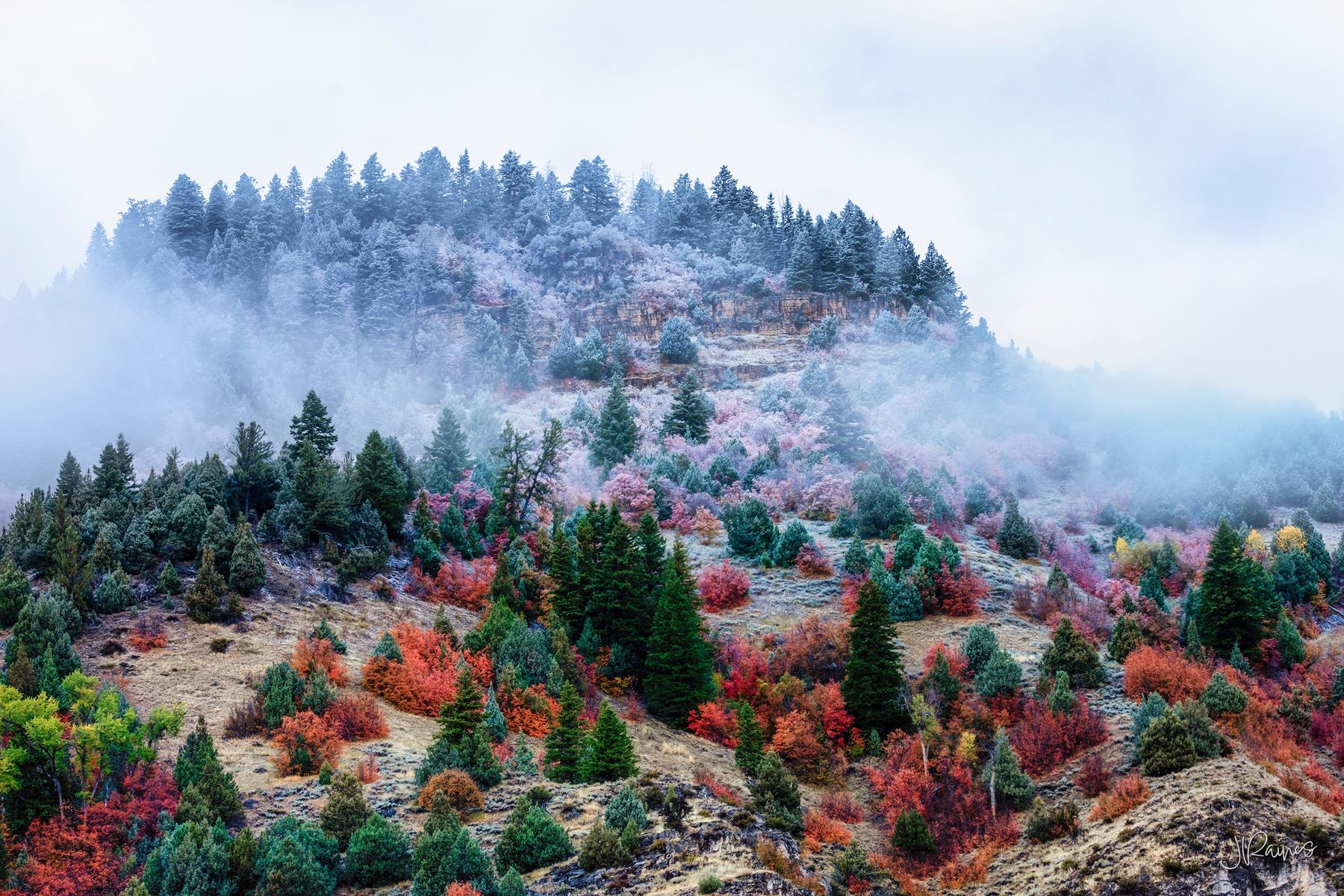 Early snow over autumn color near Logan, Utah, where the frost line cuts across the hillside and the two seasons overlap for a few days