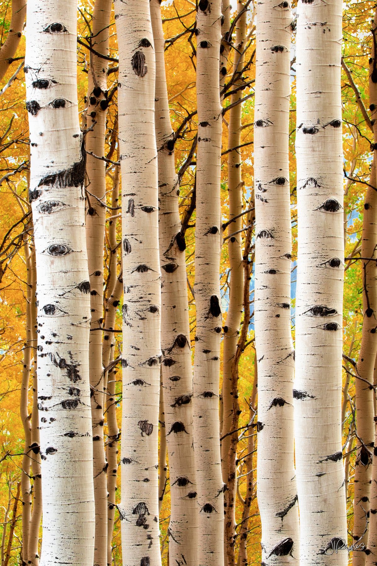 Aspen trunks standing in parallel against a gold autumn canopy, Cimarron Ridge, Colorado
