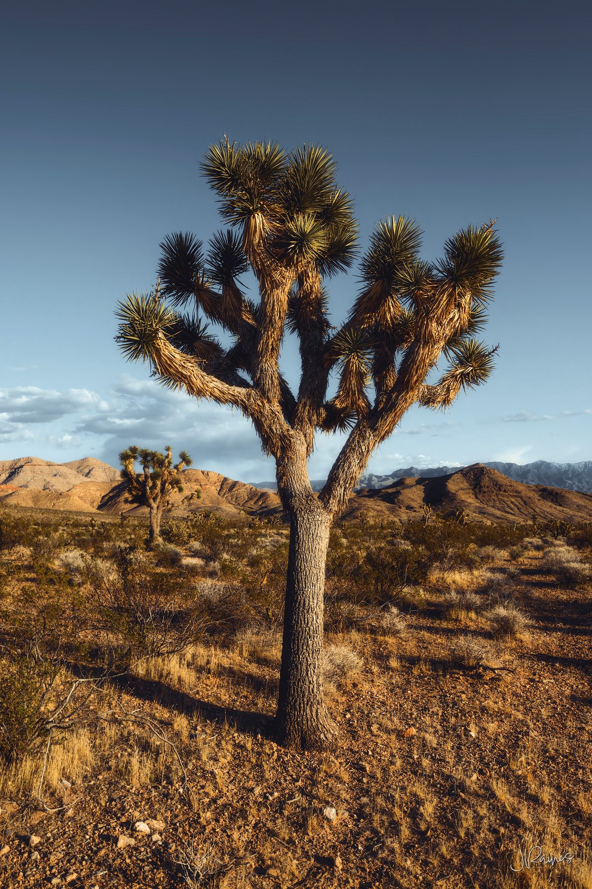 A Joshua tree standing over the high desert scrub, lit warm against a hard blue sky
