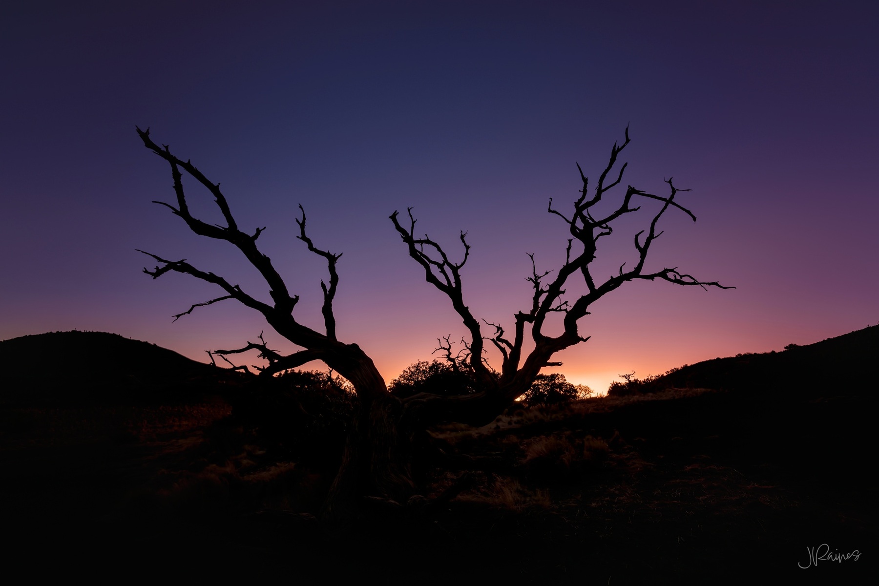 Dead tree limbs against blue hour sunset in Hawaii
