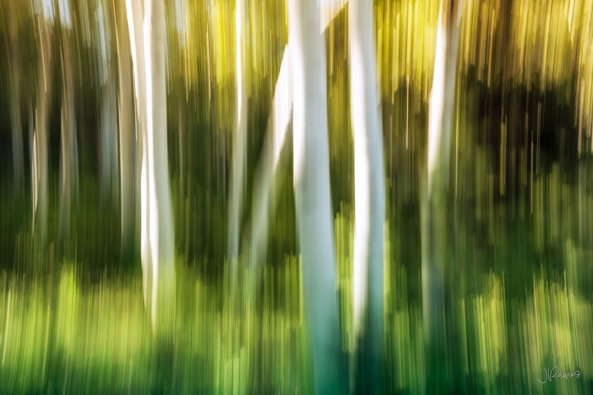 Aspen trunks and summer foliage drawn into vertical streaks of white, green and gold by intentional camera movement, Cedar Breaks National Monument, Utah