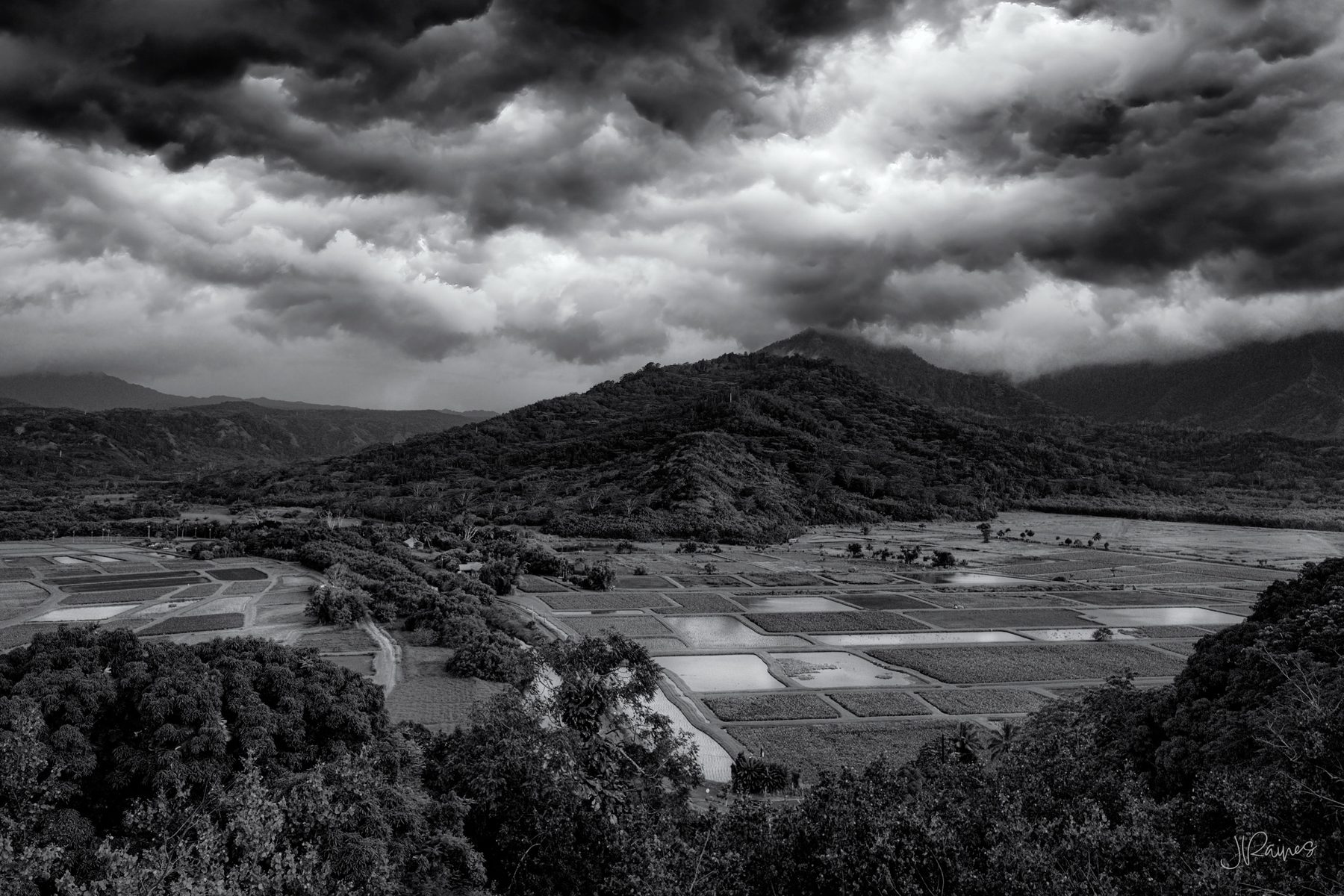Taro fields on Kauai, Hawaii, coming up on harvest