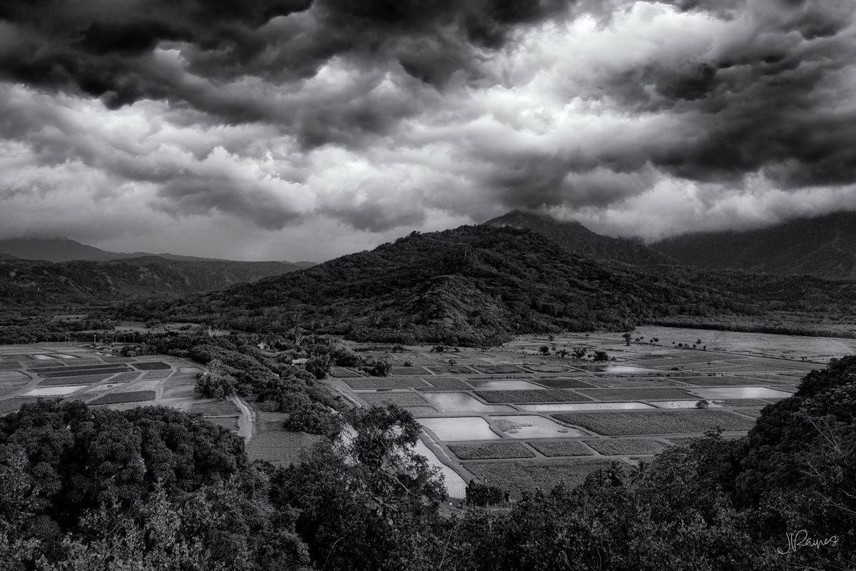 Taro fields on Kauai, Hawaii, coming up on harvest