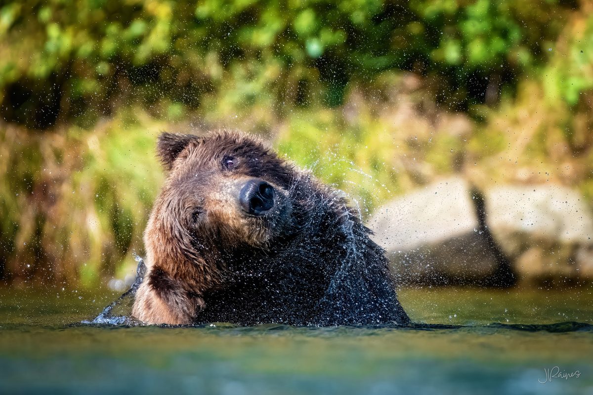 A brown bear throws off a wall of spray in the river at Katmai National Park, Alaska