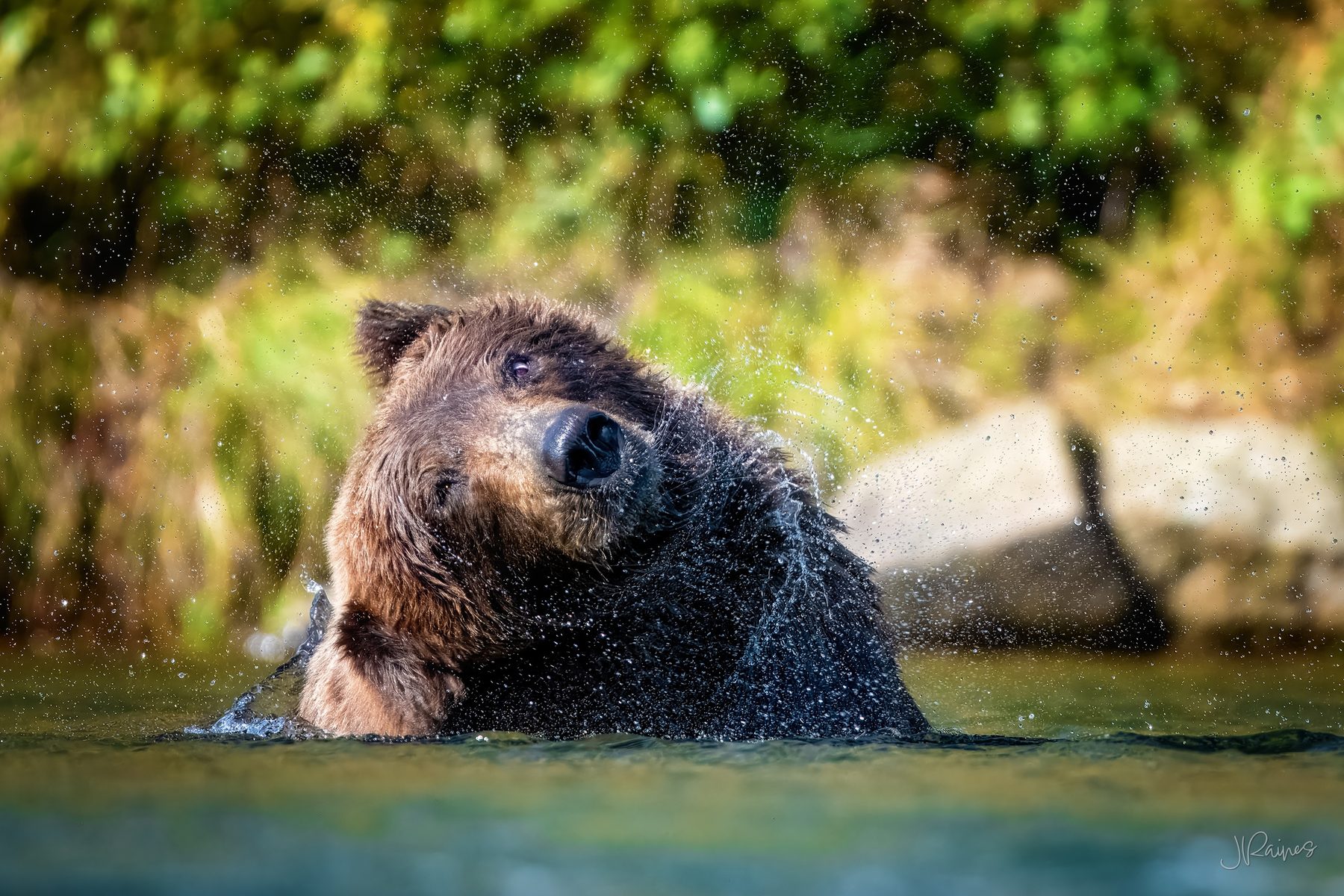 A brown bear throws off a wall of spray in the river at Katmai National Park, Alaska