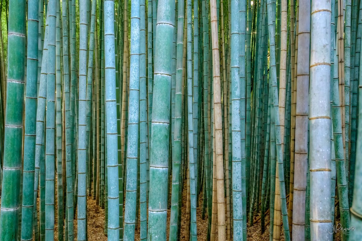 Dense bamboo grove with shoots receding into darkness, Kyoto, Japan