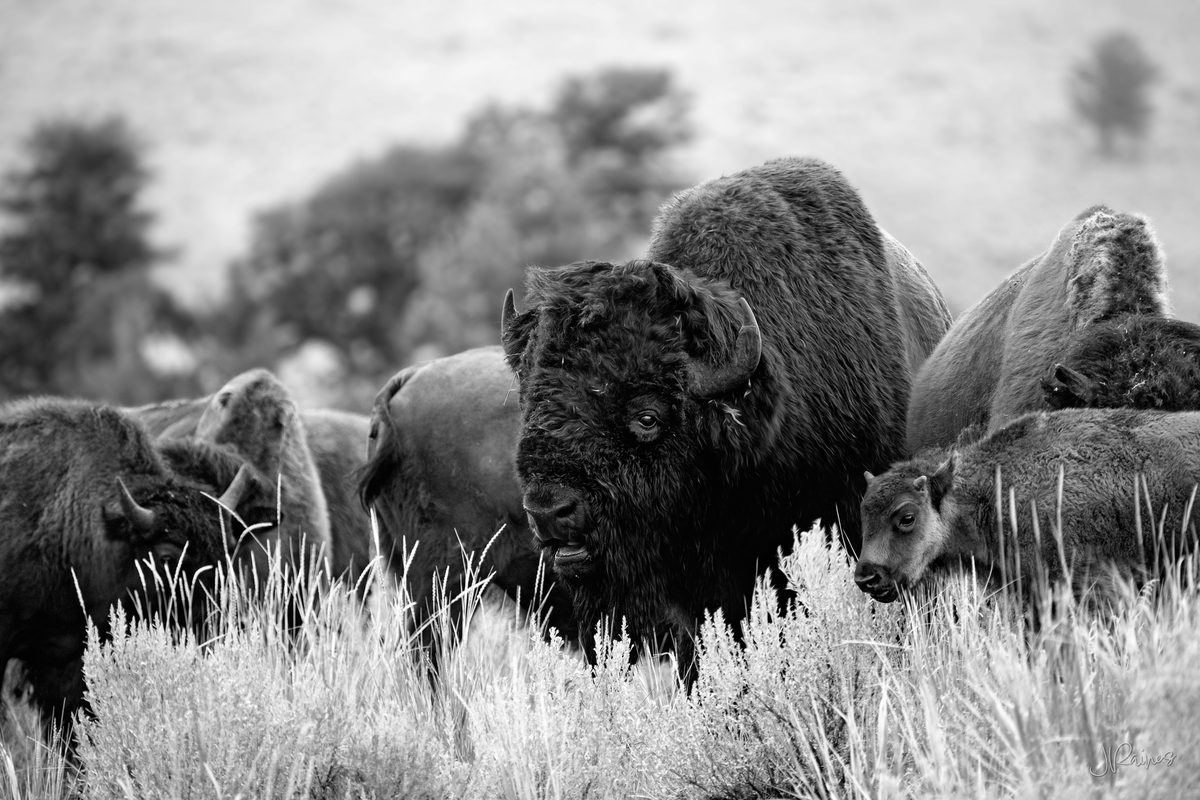 Bison herd with calf and bull, Yellowstone National Park