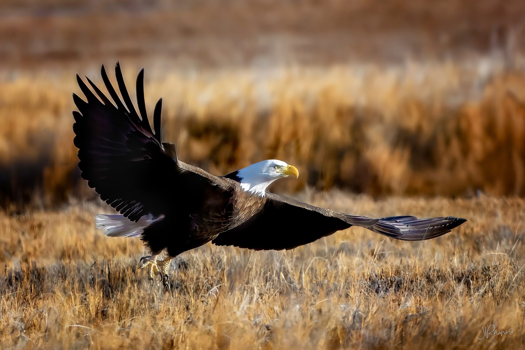 A raptor pushing off into flight near Ogden, Utah