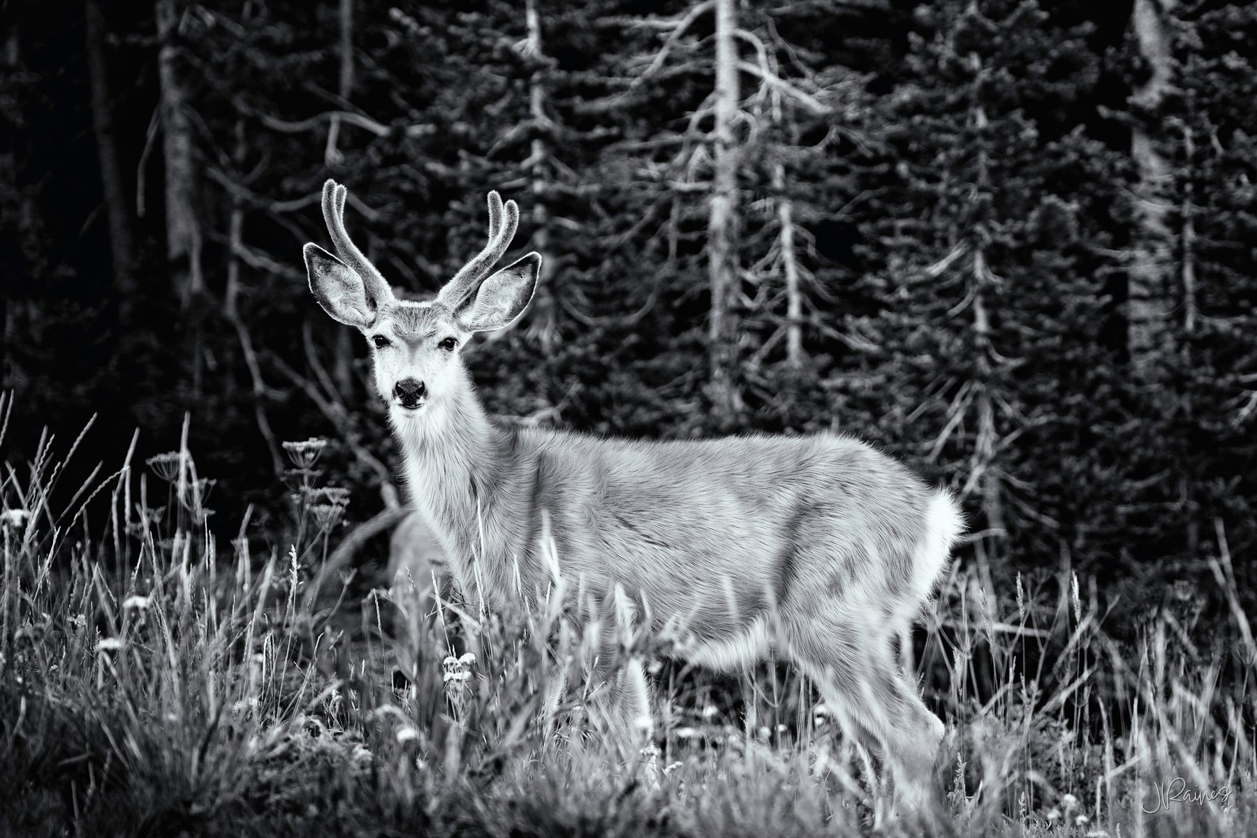 Mule deer buck in velvet antlers at the edge of a dark spruce forest, Cedar Breaks National Monument, Utah