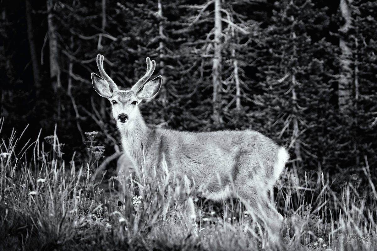 Mule deer buck in velvet antlers at the edge of a dark spruce forest, Cedar Breaks National Monument, Utah