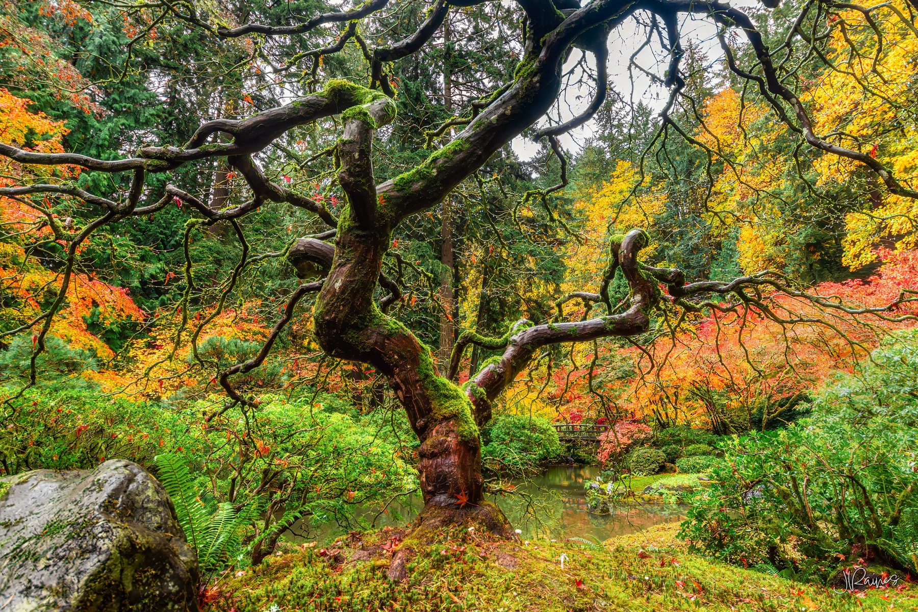 Japanese maple tree without leaves surrounded by autumn trees, Portland, Oregon