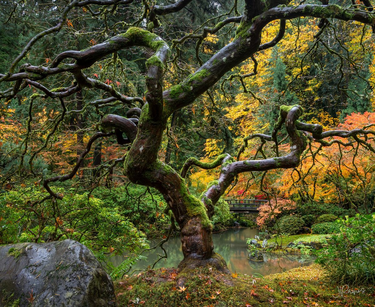 Japanese maple tree without leaves surrounded by autumn trees, Portland, Oregon