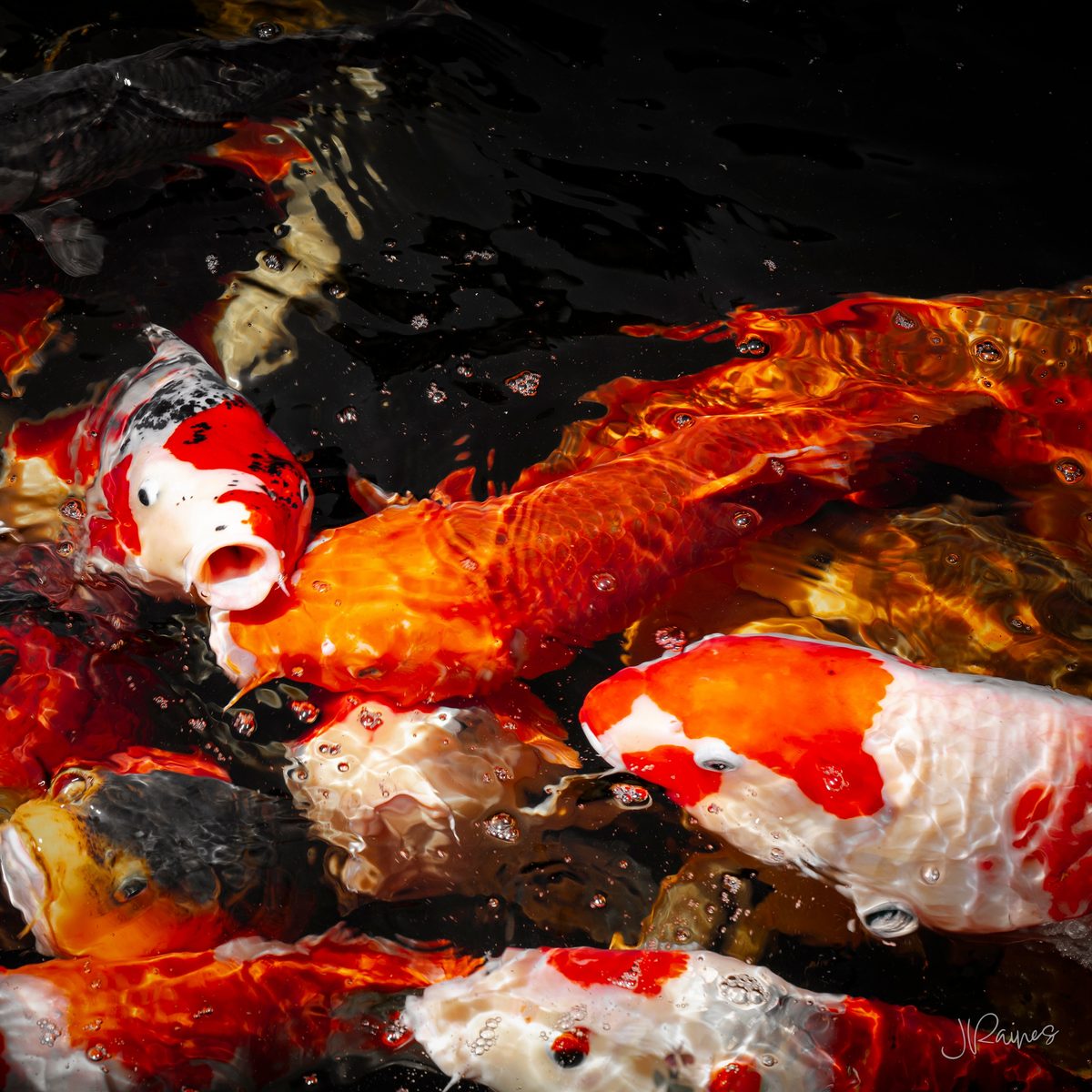 Koi turning through dark water in Japan