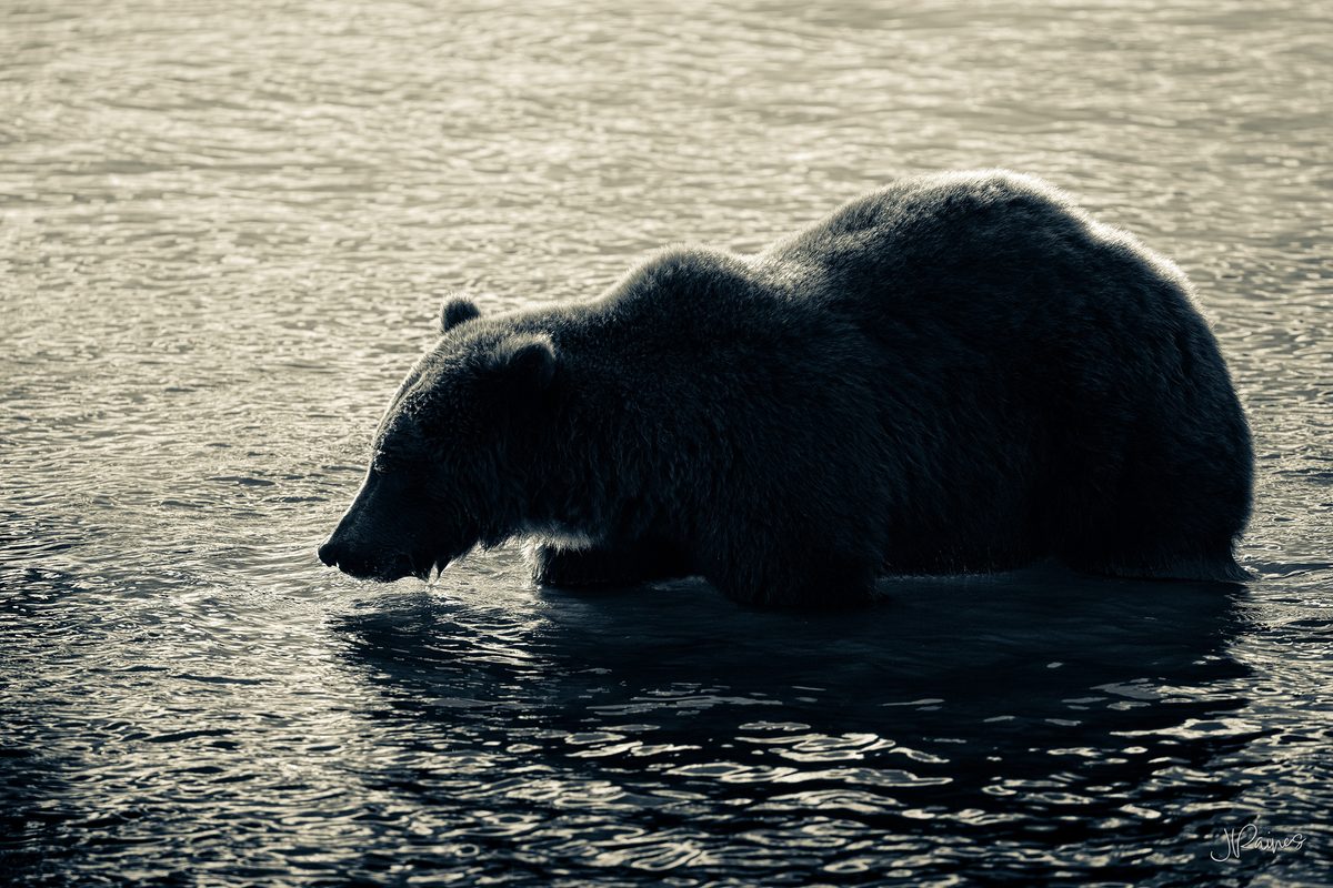 A brown bear in the open country of Katmai National Park, Alaska, the ridgelines stacking back in layers behind it