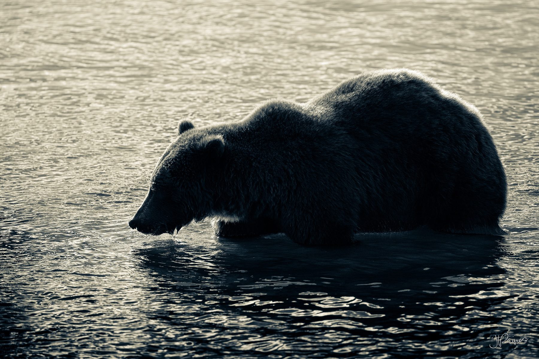 A brown bear in the open country of Katmai National Park, Alaska, the ridgelines stacking back in layers behind it