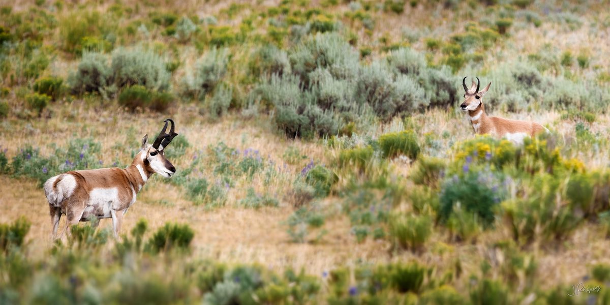 Two pronghorn in a summer sage meadow scattered with lupine and rabbitbrush, one looking back toward the other, Yellowstone National Park