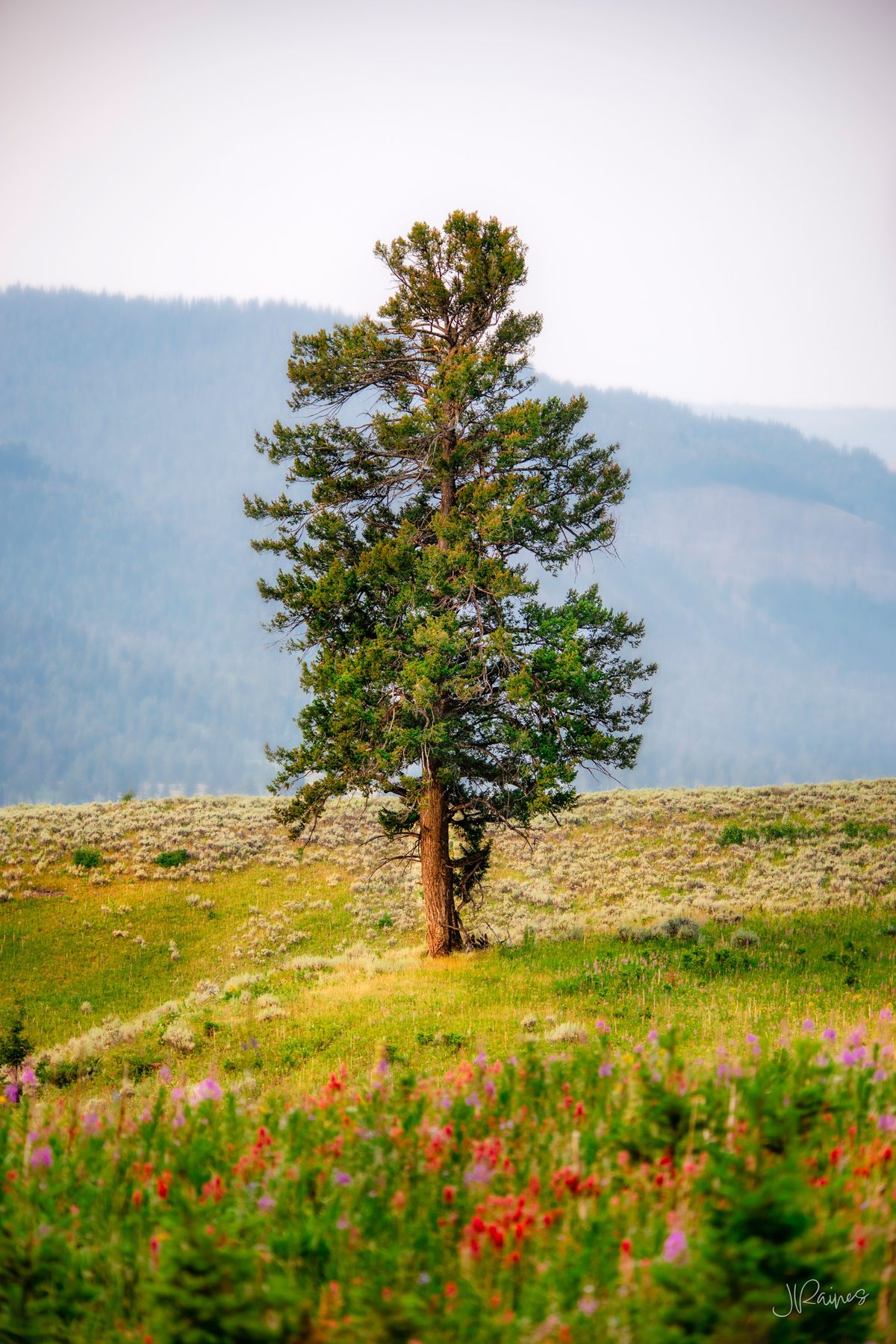 Lone pine in a summer wildflower meadow, Yellowstone National Park